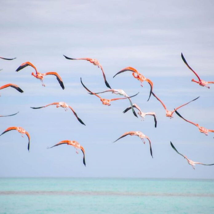 Which Photographers to Hire in the Virgin Islands which-photographers-to-hire-in-the-virgin-islands