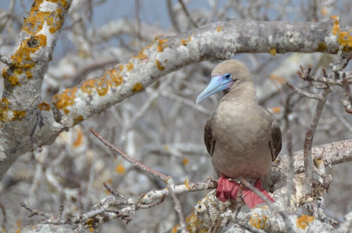 What The Galapagos Islands Have to Offer Those Cruising what-the-galapagos-islands-have-to-offer-those-cruising