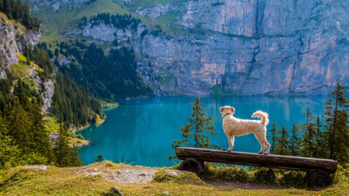 What Should Go into Your Pet’s Travel Bag? what-should-go-into-your-pet’s-travel-bag?