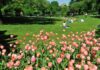 The 15 Best Things To Do in Summer in Central Park the-15-best-things-to-do-in-summer-in-central-park