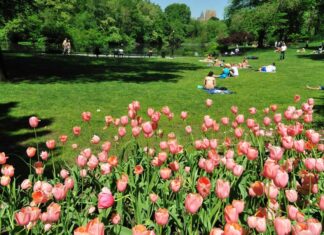 The 15 Best Things To Do in Summer in Central Park the-15-best-things-to-do-in-summer-in-central-park