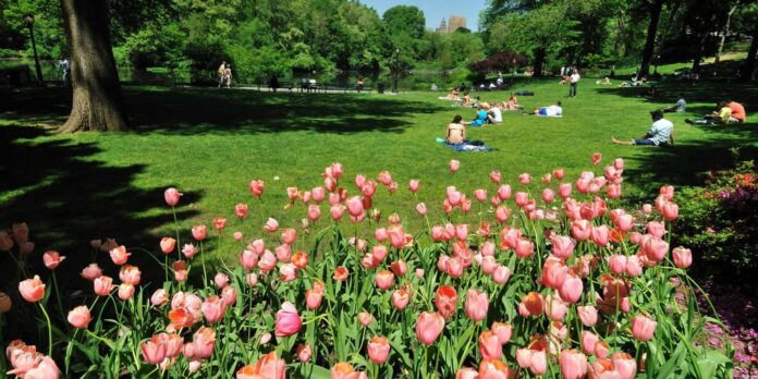 The 15 Best Things To Do in Summer in Central Park the-15-best-things-to-do-in-summer-in-central-park