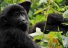 A Brief Guide to Gorilla Trekking in Africa a-brief-guide-to-gorilla-trekking-in-africa