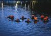 The Annual Pumpkin Flotilla the-annual-pumpkin-flotilla
