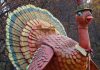 The Best Things to do on Thanksgiving in New York 2022 the-best-things-to-do-on-thanksgiving-in-new-york-2022