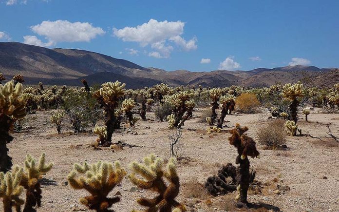 Joshua Tree National Park California: A Complete Guide joshua-tree-national-park-california:-a-complete-guide