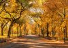 When is the Best Time to See Fall Foliage in NYC in 2023? when-is-the-best-time-to-see-fall-foliage-in-nyc-in-2023?