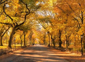 When is the Best Time to See Fall Foliage in NYC in 2023? when-is-the-best-time-to-see-fall-foliage-in-nyc-in-2023?