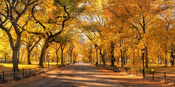 When is the Best Time to See Fall Foliage in NYC in 2023? when-is-the-best-time-to-see-fall-foliage-in-nyc-in-2023?