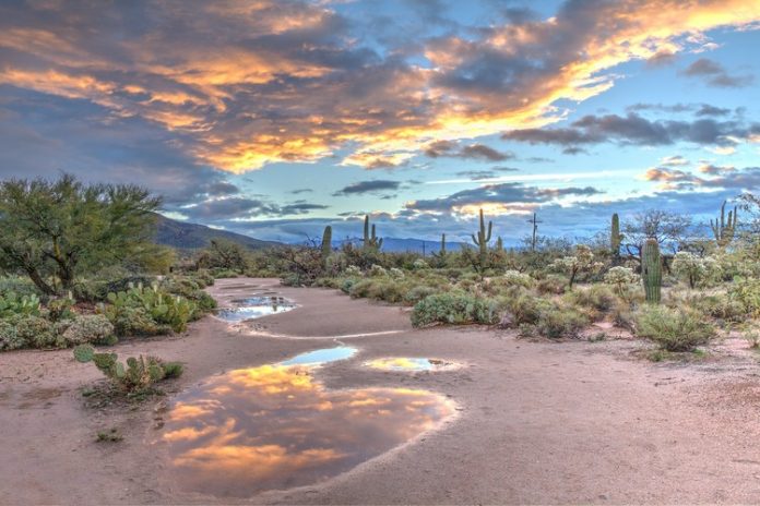 Hiking Through Paradise and Discovering the Top 10 Trails in Sabino Canyon for Nature Lovers hiking-through-paradise-and-discovering-the-top-10-trails-in-sabino-canyon-for-nature-lovers