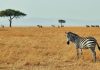 Embarking on an Extravagant Safari Adventure: Luxury Safaris in Kenya embarking-on-an-extravagant-safari-adventure:-luxury-safaris-in-kenya