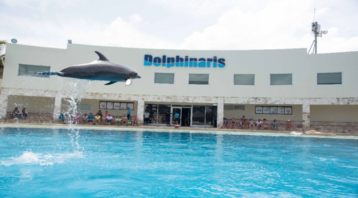 Why Swim with Dolphins in Cancun why-swim-with-dolphins-in-cancun