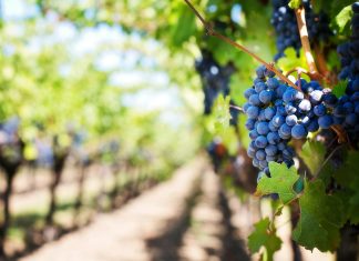 Sipping, Savoring, and Strolling Through Napa Valley sipping,-savoring,-and-strolling-through-napa-valley