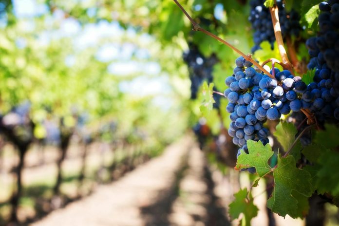 Sipping, Savoring, and Strolling Through Napa Valley sipping,-savoring,-and-strolling-through-napa-valley